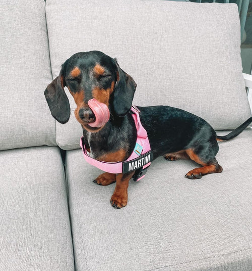 From Snuggles to Accidents: Why Is My Dog Peeing the Bed?