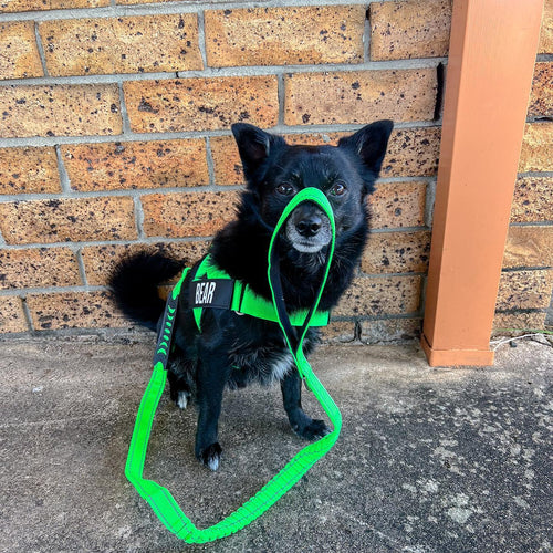 The Right Way to Safely Tie Your Dog’s Leash to a Pole
