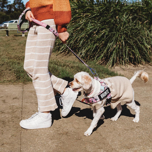 Walks Made Easy: Teaching Your Dog Not to Pull on the Leash