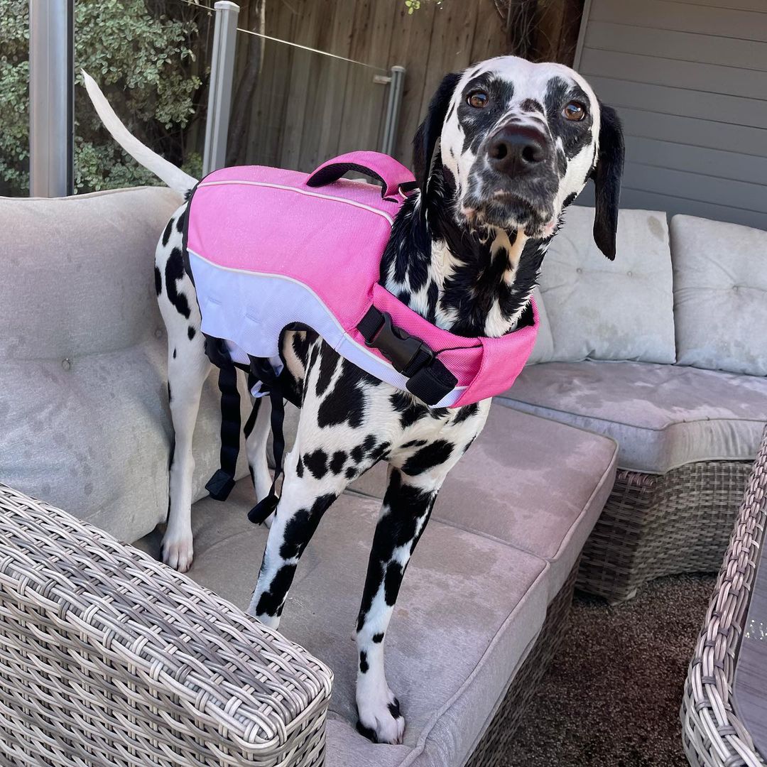 Can a Dog Wear a Human Life Jacket? Essential Safety Tips