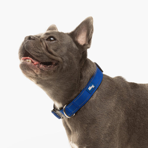Collar or Harness: What’s Best for Training Your Dog?