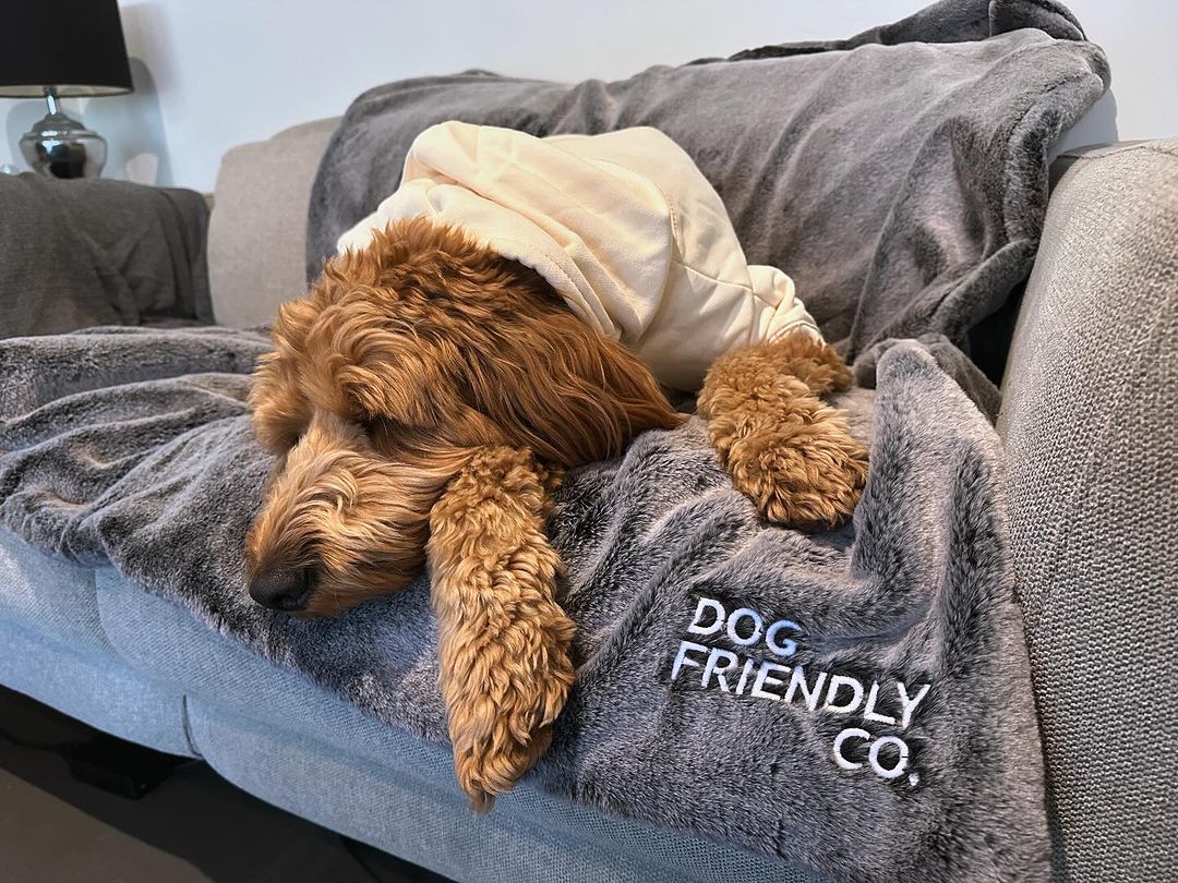 Fall Asleep How To Get My Dog To Sleep In His Bed Songs To Make Your