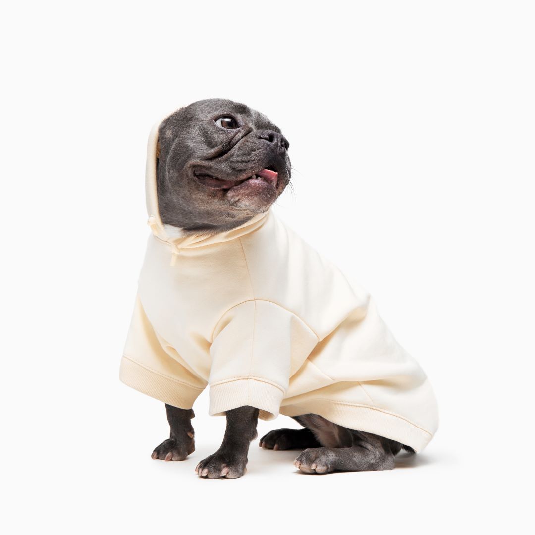 How To Keep Your Dog Warm in Winter | Dog Friendly Co. How To Keep Your Dog Warm in Winter | Dog Friendly Co.