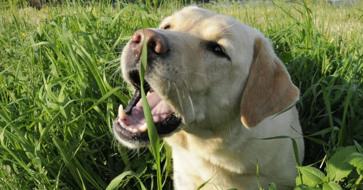 Nutrient Deficiency Dog Eating Grass All Of A Sudden Vomiting In
