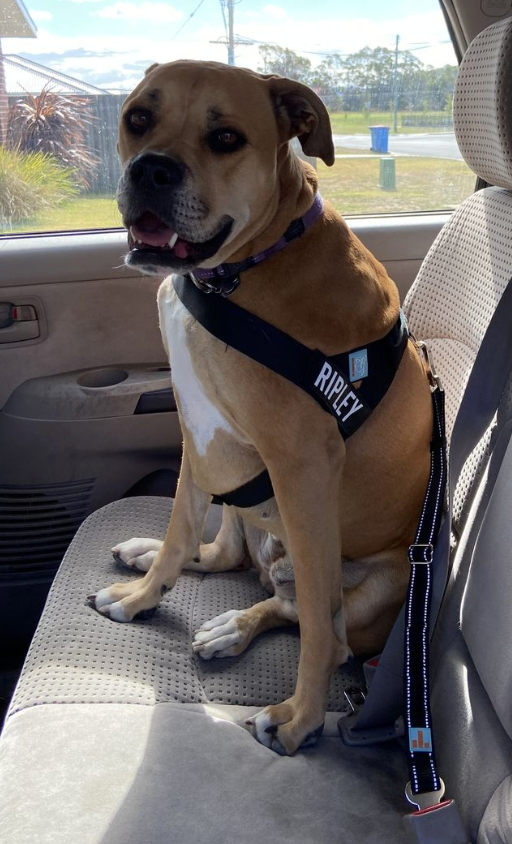 Julius K9 Seat Belt Adapter Premium Dog Seat Belt