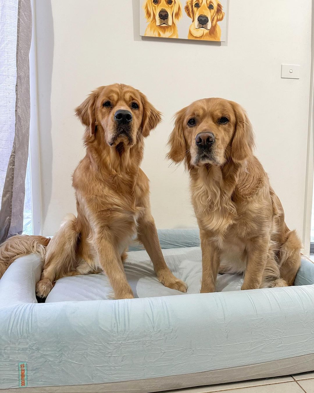 Why Does My Dog Sleep Under My Bed? | Dog Friendly Co.