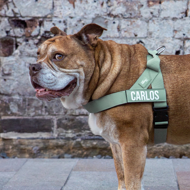Custom Dog Name Patches Khaki – Dog Friendly
