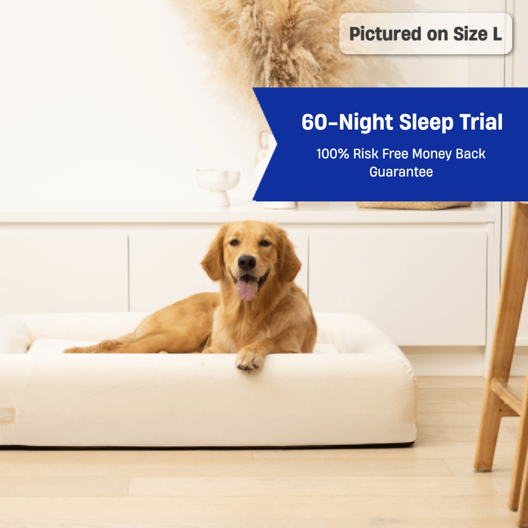 Lying Down My Dog Likes To Sleep On The Floor Dog Laying Down My