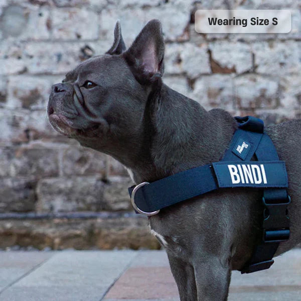 Dog Harness + FREE D-ring