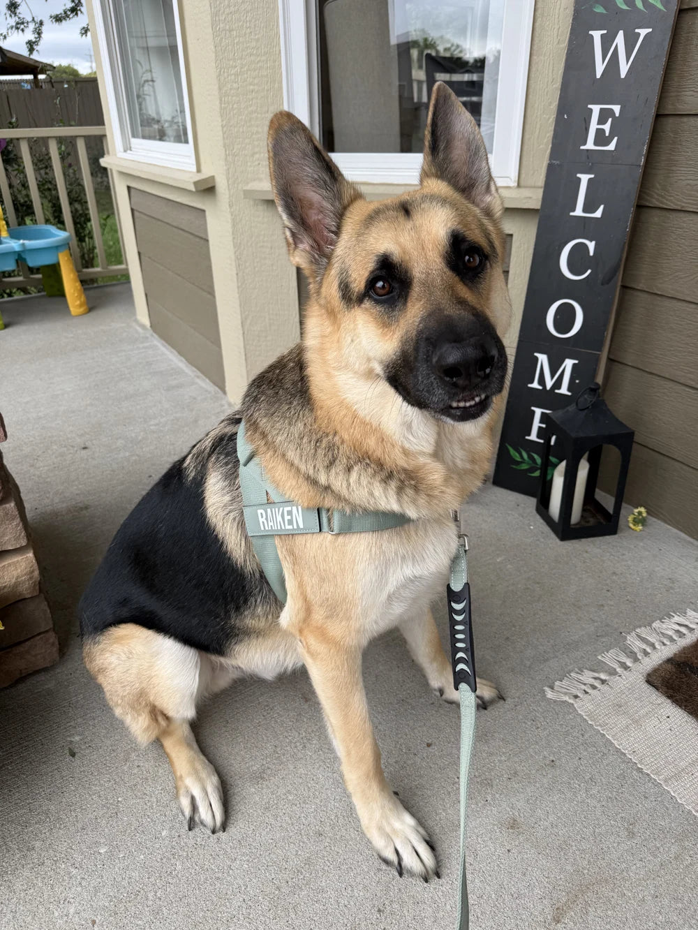 German shepherd wearing DFC