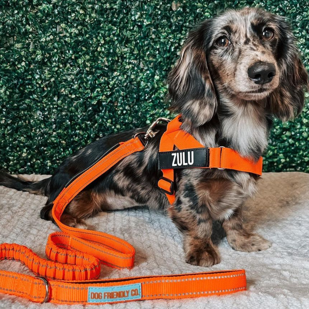 How Dog Harnesses Improve Your Walks | Dog Friendly Co.