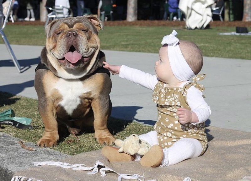 Why Bulldogs Stand Out as One of the Most Loved Dog Breeds 10 Bulldog sitting beside its owner, showing strong emotional connection and companionship.
