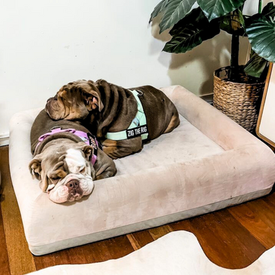 Are Memory Foam Dog Beds Good For Dogs?