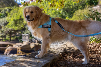 Most comfortable dog harness