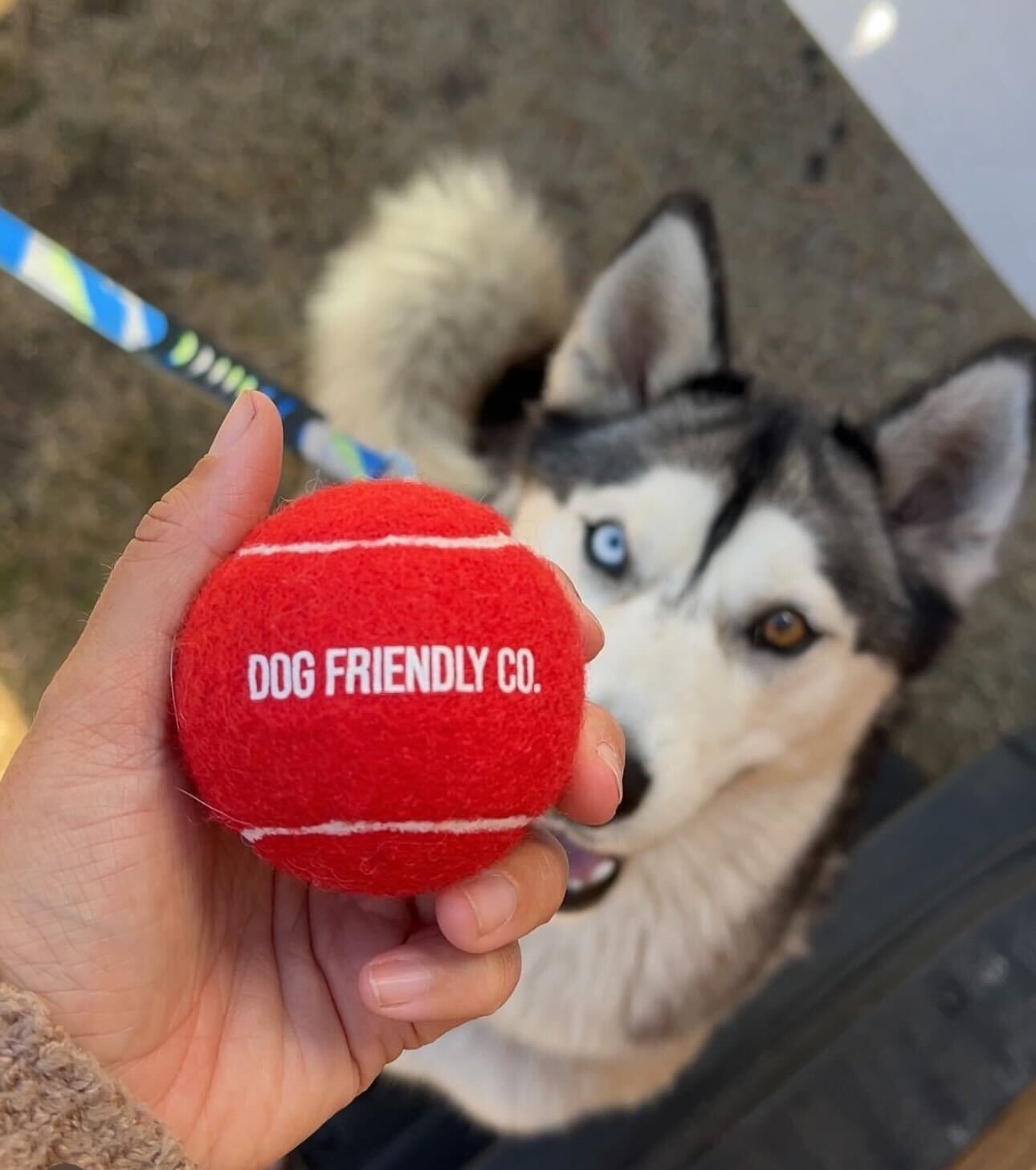 How To Wash Dog Toys Dog Friendly Co how-to-wash-dog-toys-dog-friendly-co