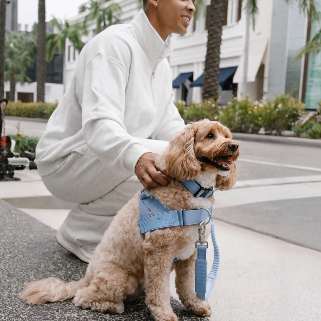 Cockapoo in the Air harness and collar, sitting beside its owner on a street