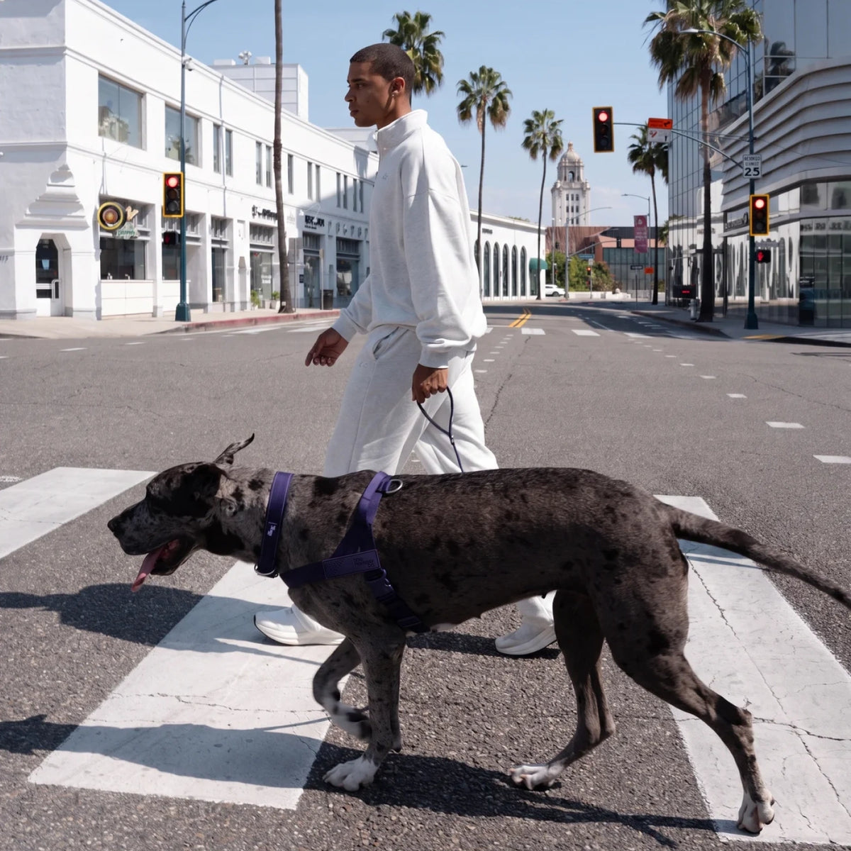 Man walking a Great Dane in the Indigo harness across a crosswalk