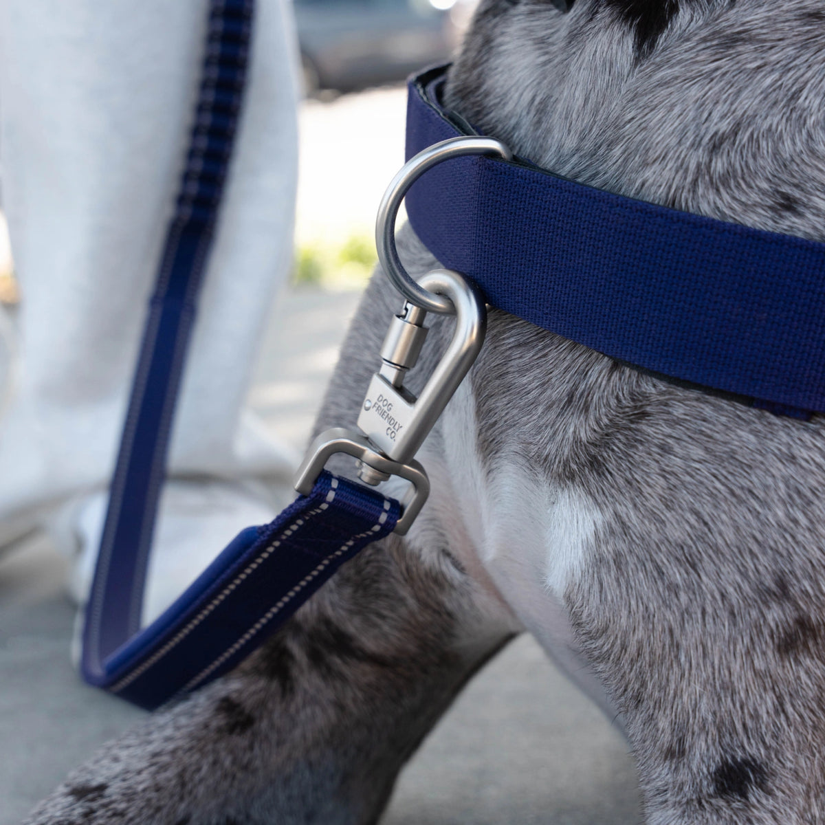 Close-up of the Indigo leash clipped to the harness