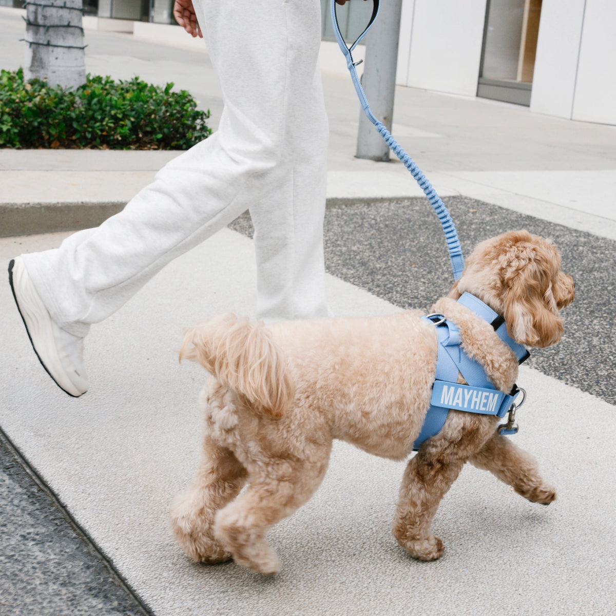 Cockapoo walking beside its owner in the Air harness, with the name MAYHEM on its custom name patch