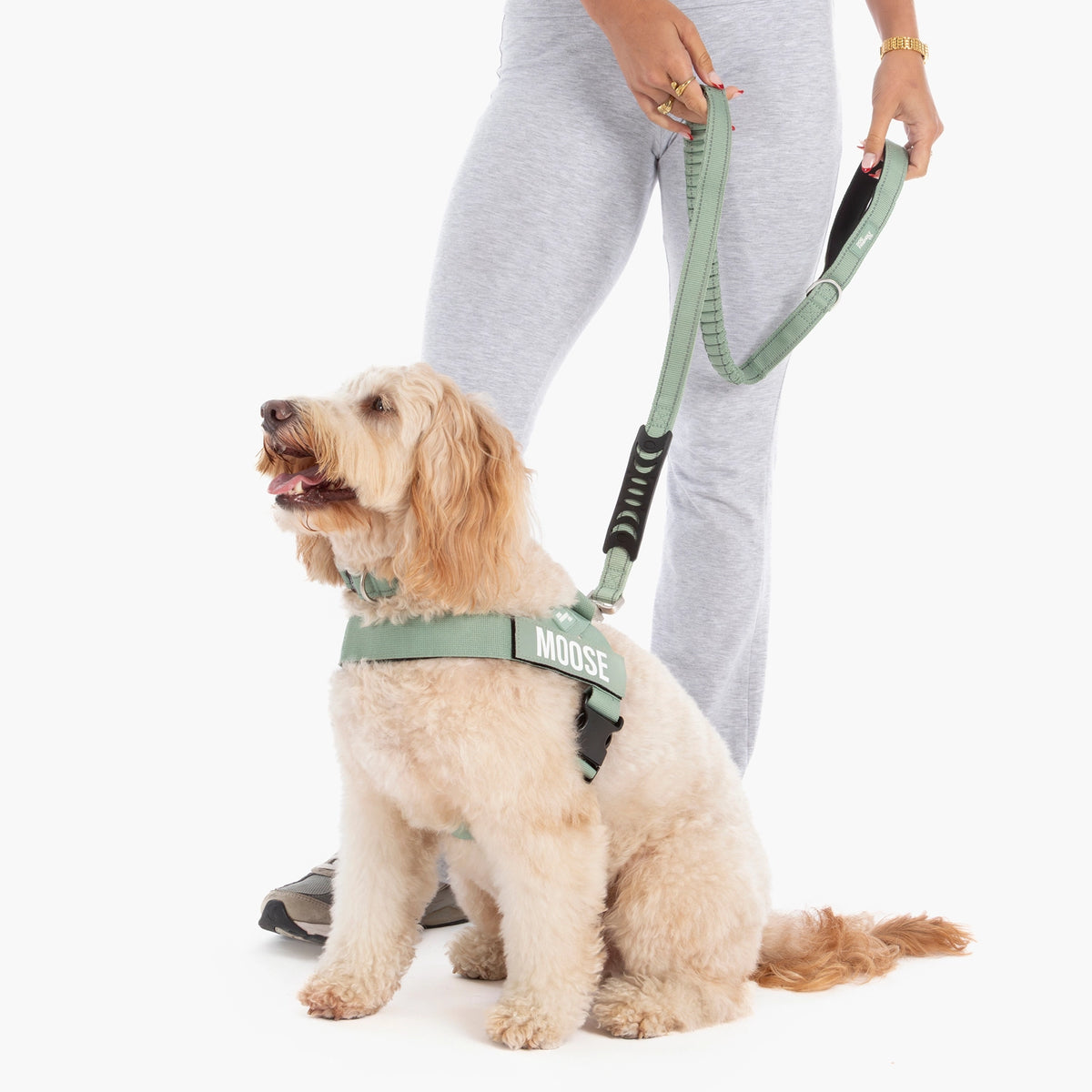 Dog wearing a khaki harness and walking with the bungee leash held by its owner.