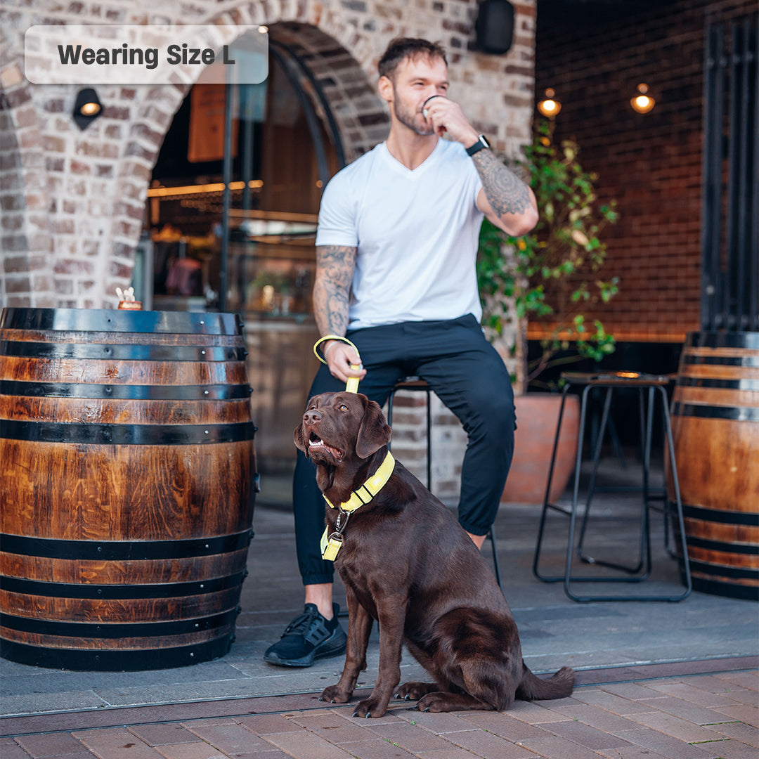 Collar Walk Set - Yellow