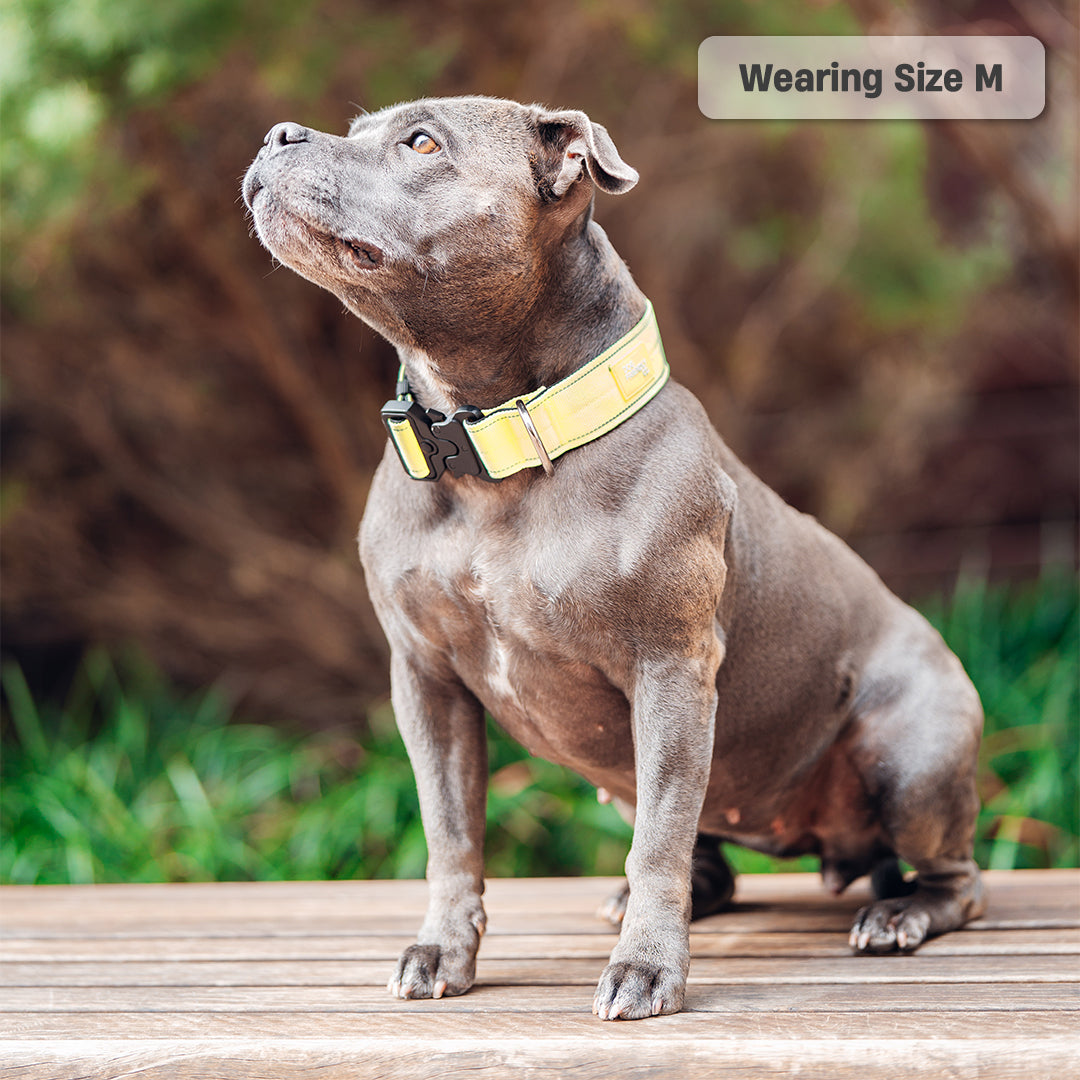 Collar Walk Set - Yellow