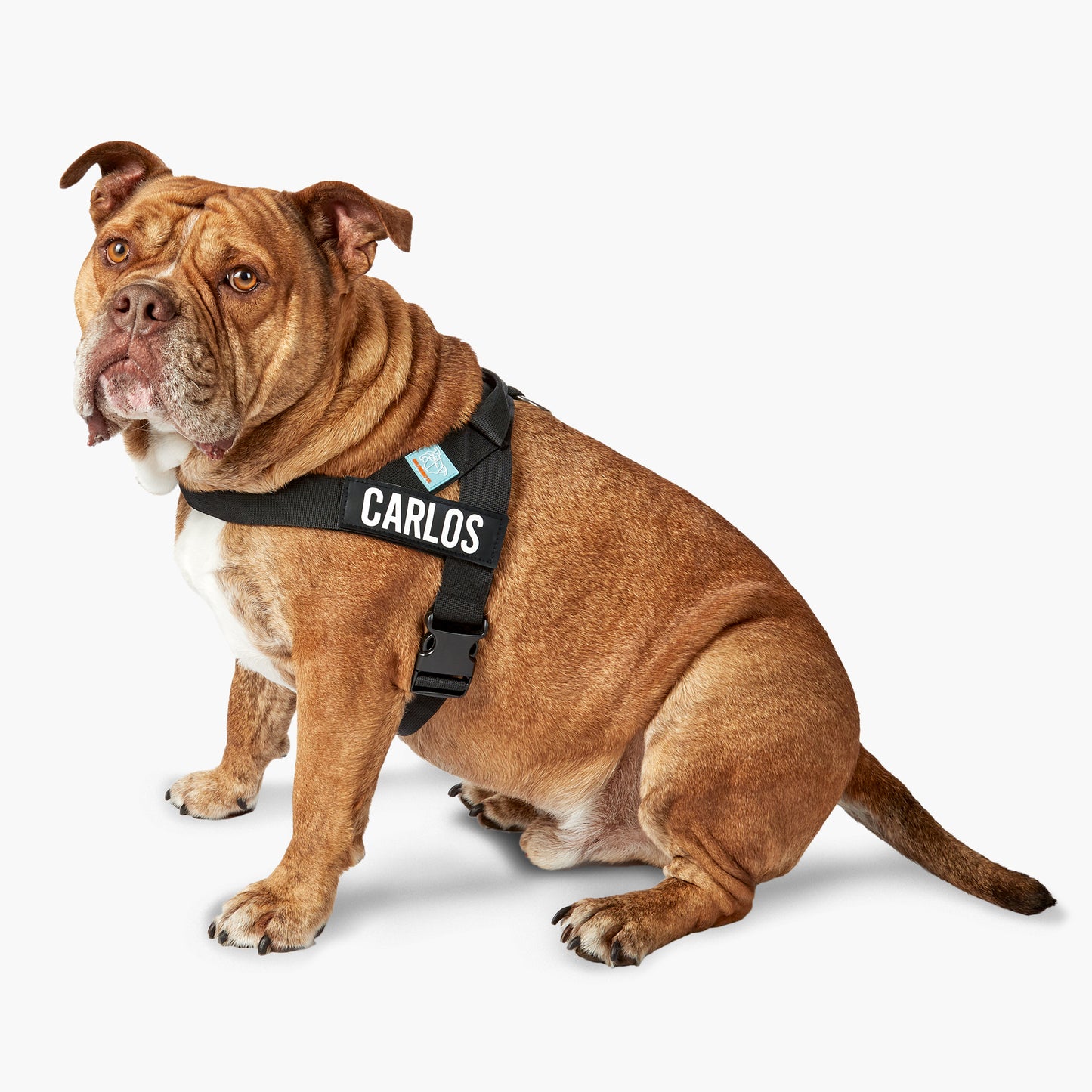 Ultimate No-Pull Bundle – Influencer Exclusive (Black)
