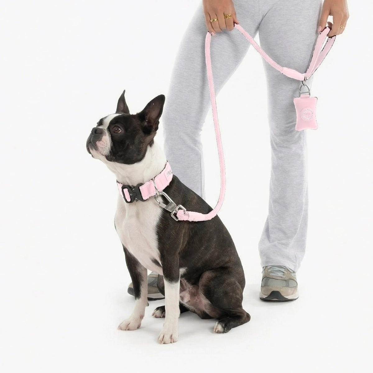 Boston terrier in the Sakura tactical collar and bungee leash, with the poop bag holder on the leash