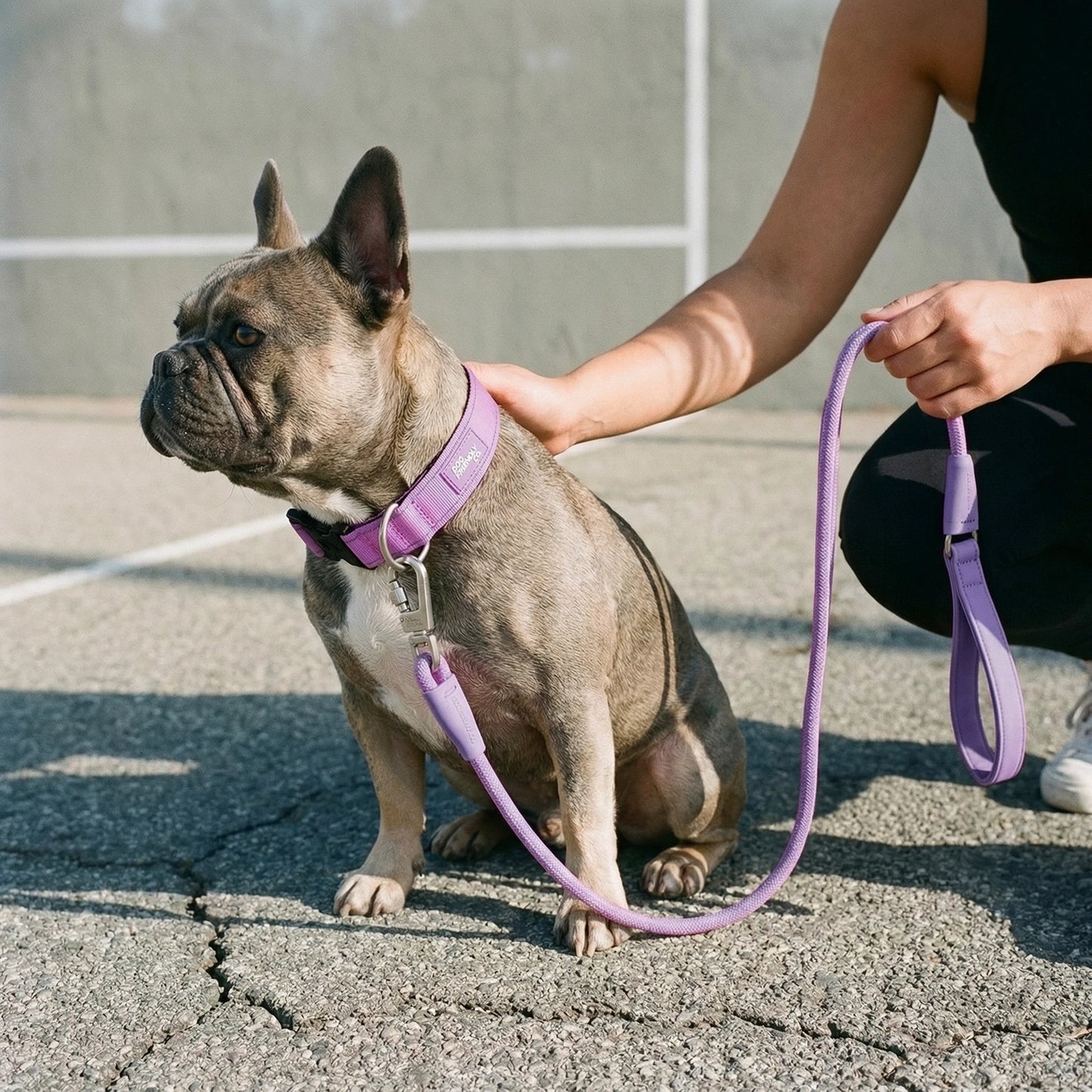 Collar Walk Set - Purple