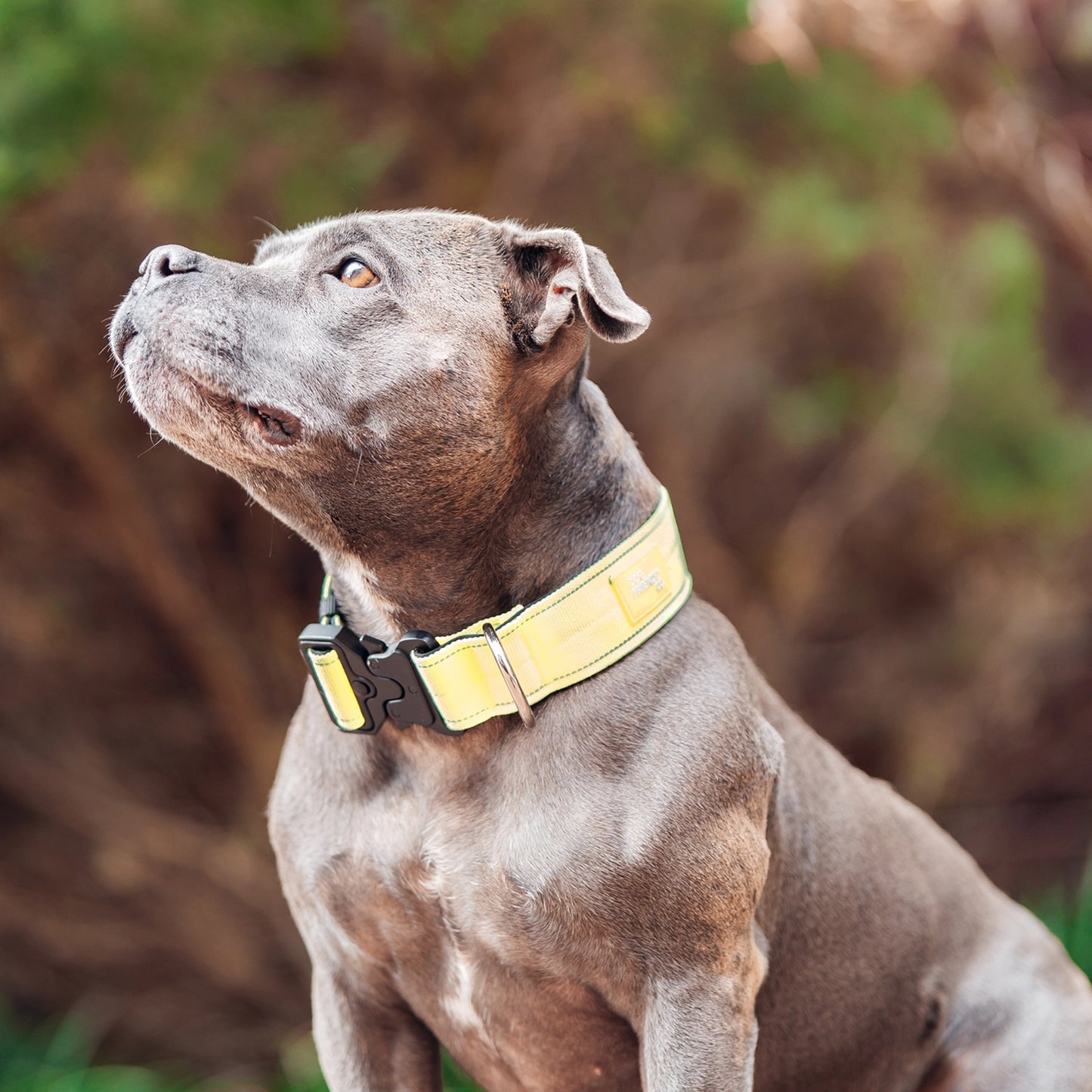 Collar Walk Set - Yellow