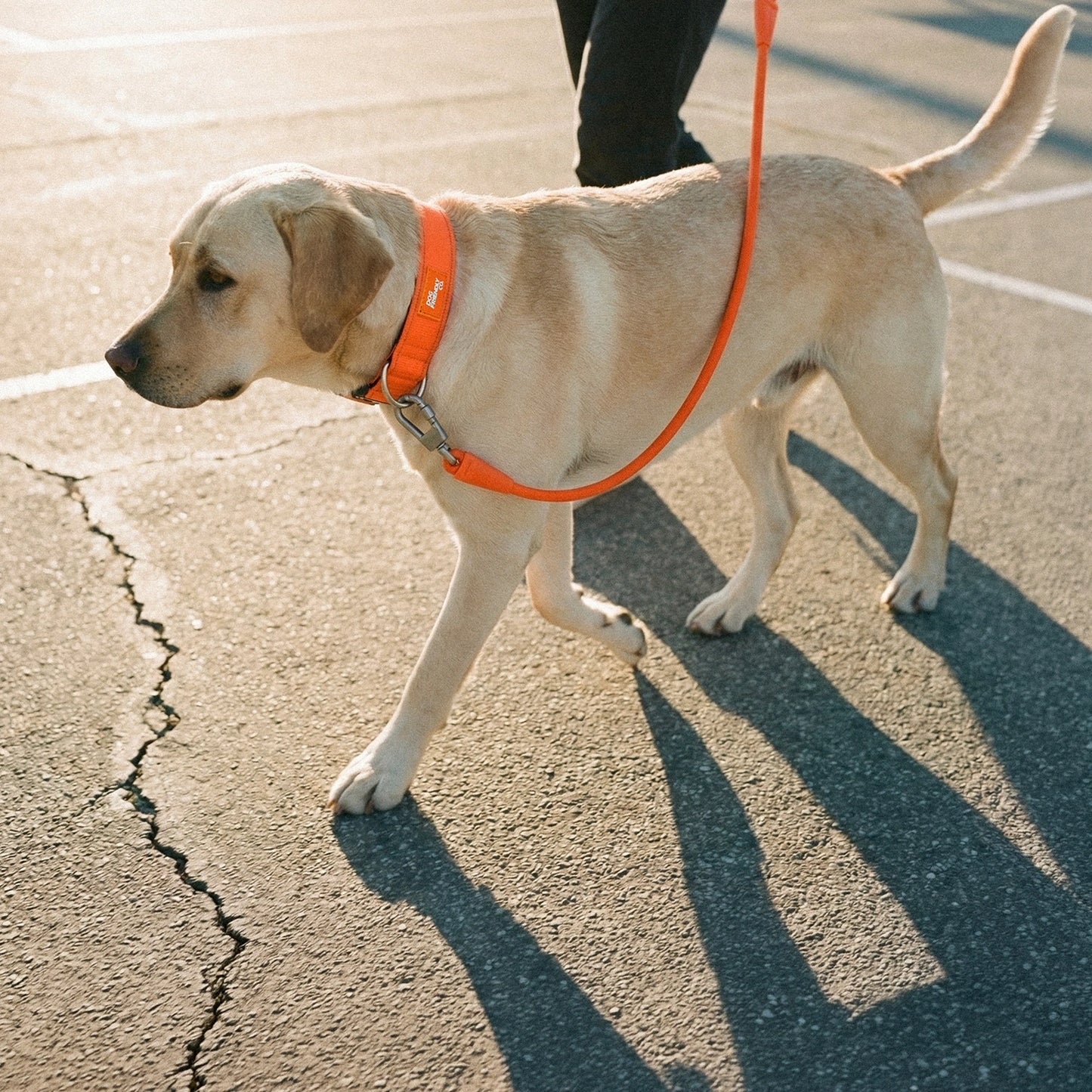Tactical Dog Collar - Hi-vis Orange