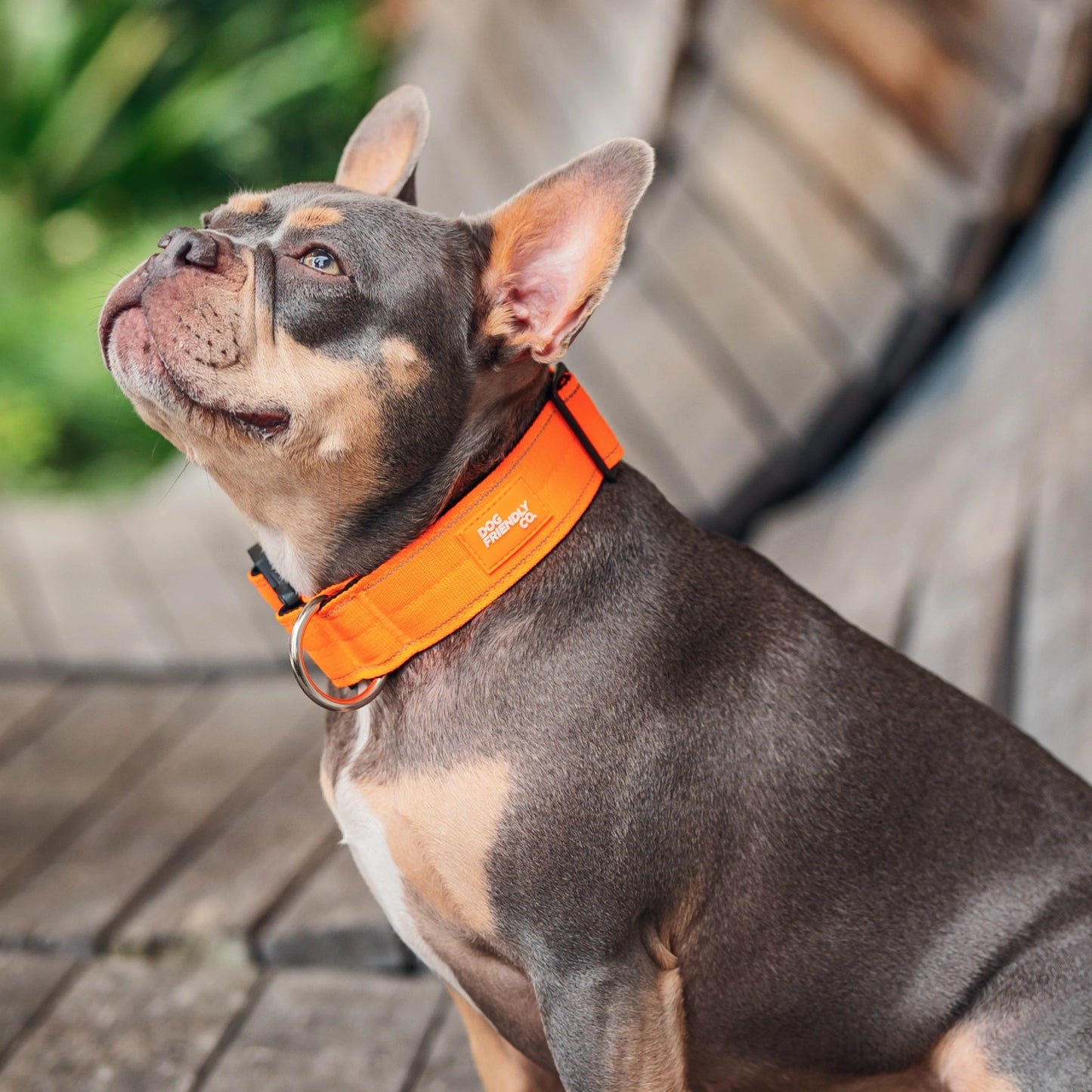Tactical Dog Collar - Hi-vis Orange