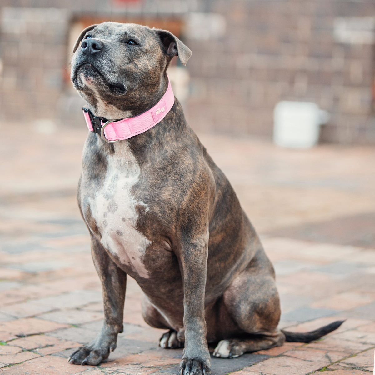 Collar Walk - Pink