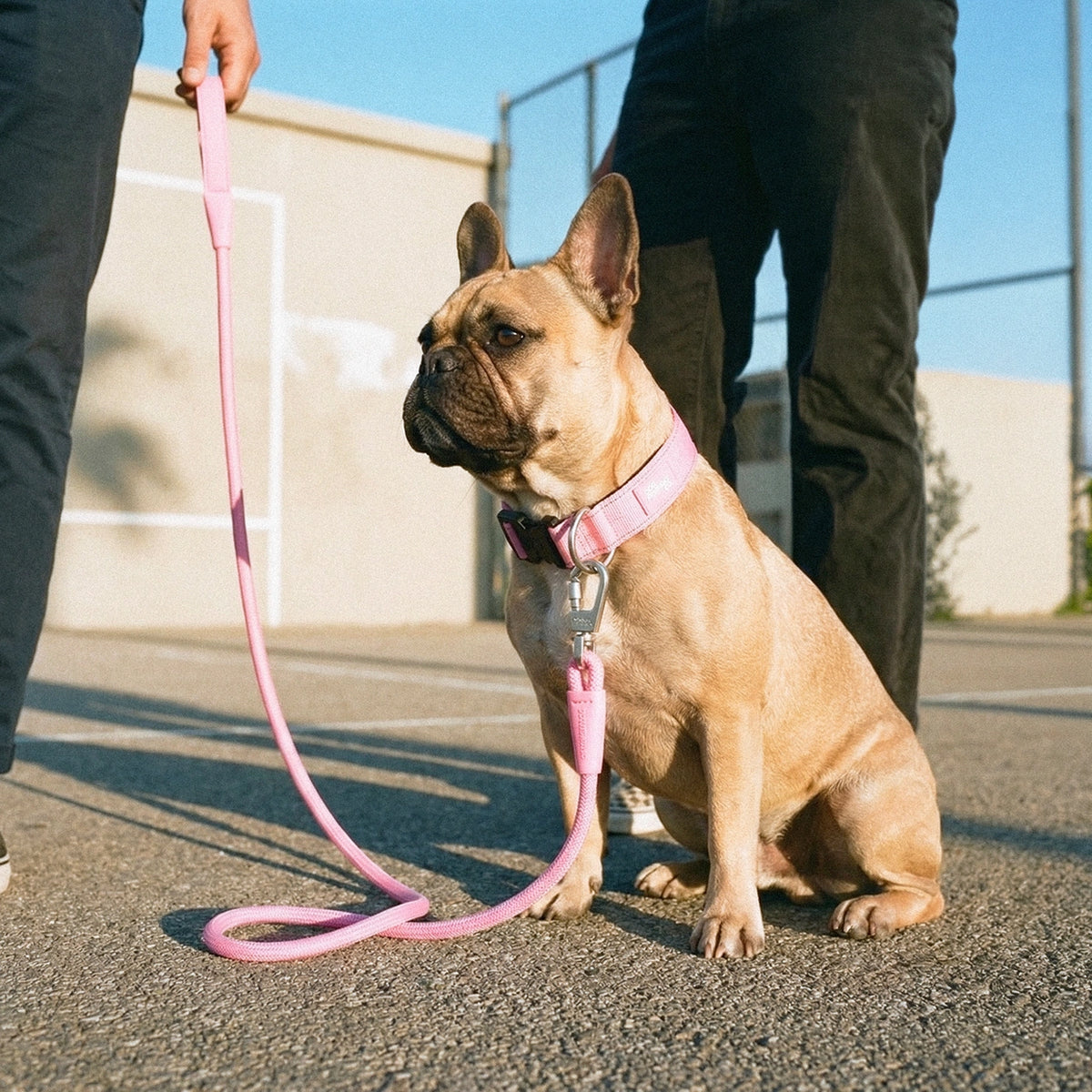 Collar Walk - Pink