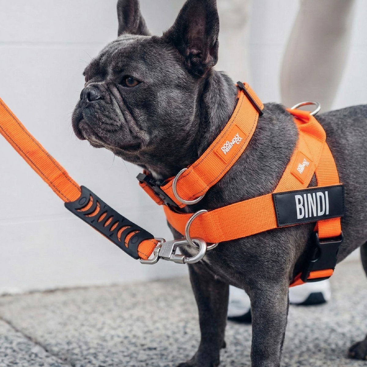Dog Lovers Pack - Hi-Vis Orange