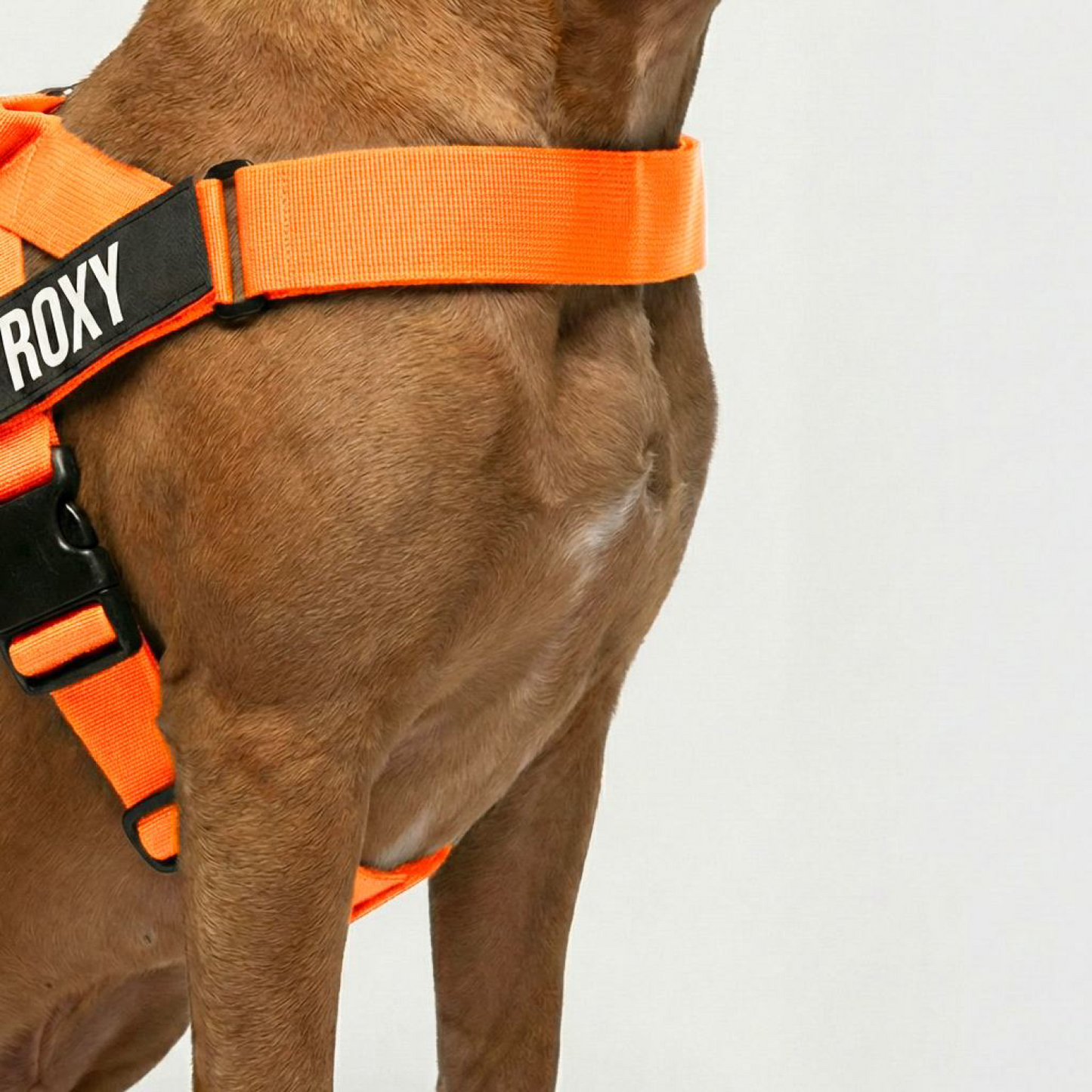 Dog Lovers Pack - Hi-Vis Orange