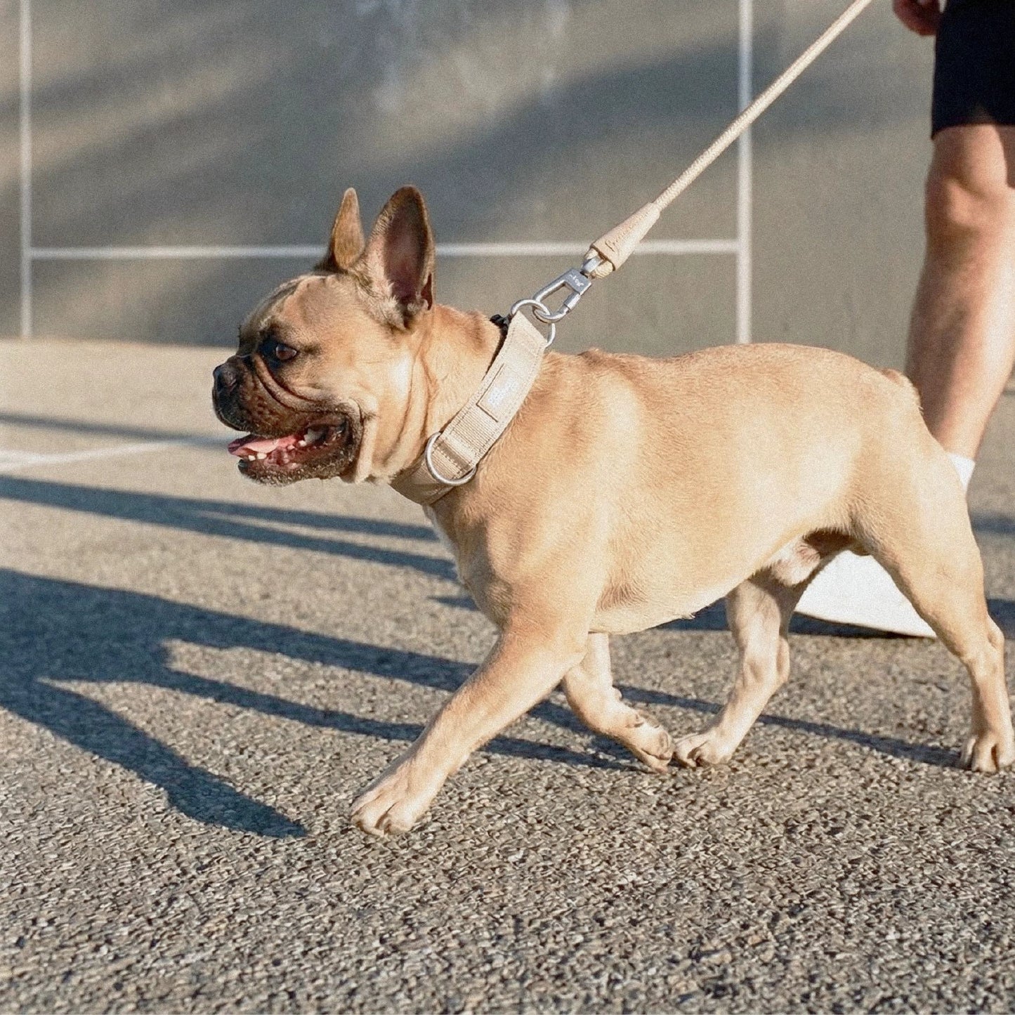 Dog Lovers Pack - Brown