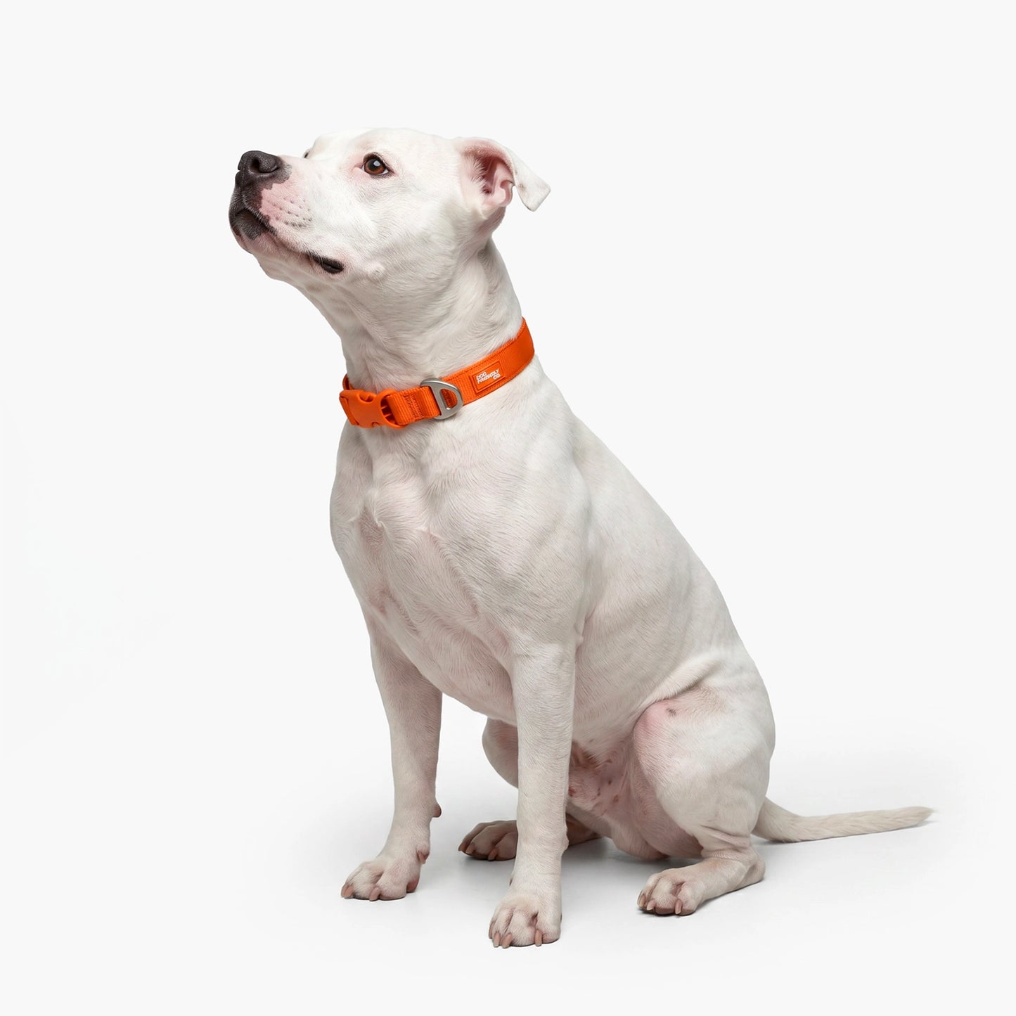 Essentials Collar - Orange