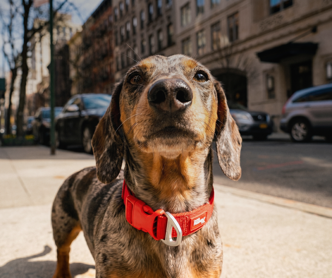 Dachshund wearing a red Essentials Collar on a city street.