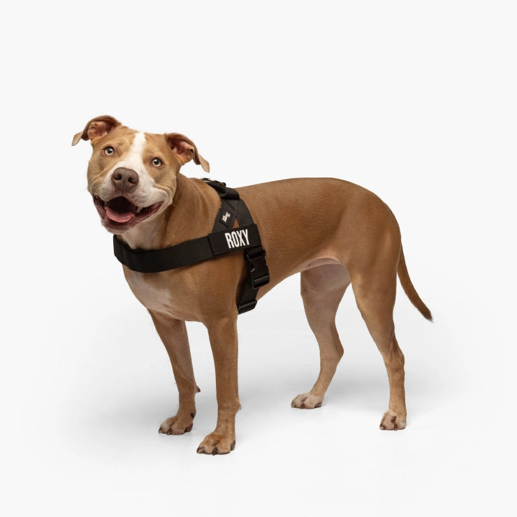 Personalised Dog Harness - Black