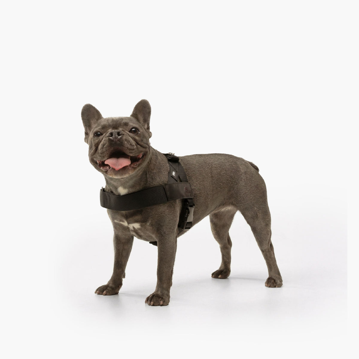 Personalised Dog Harness