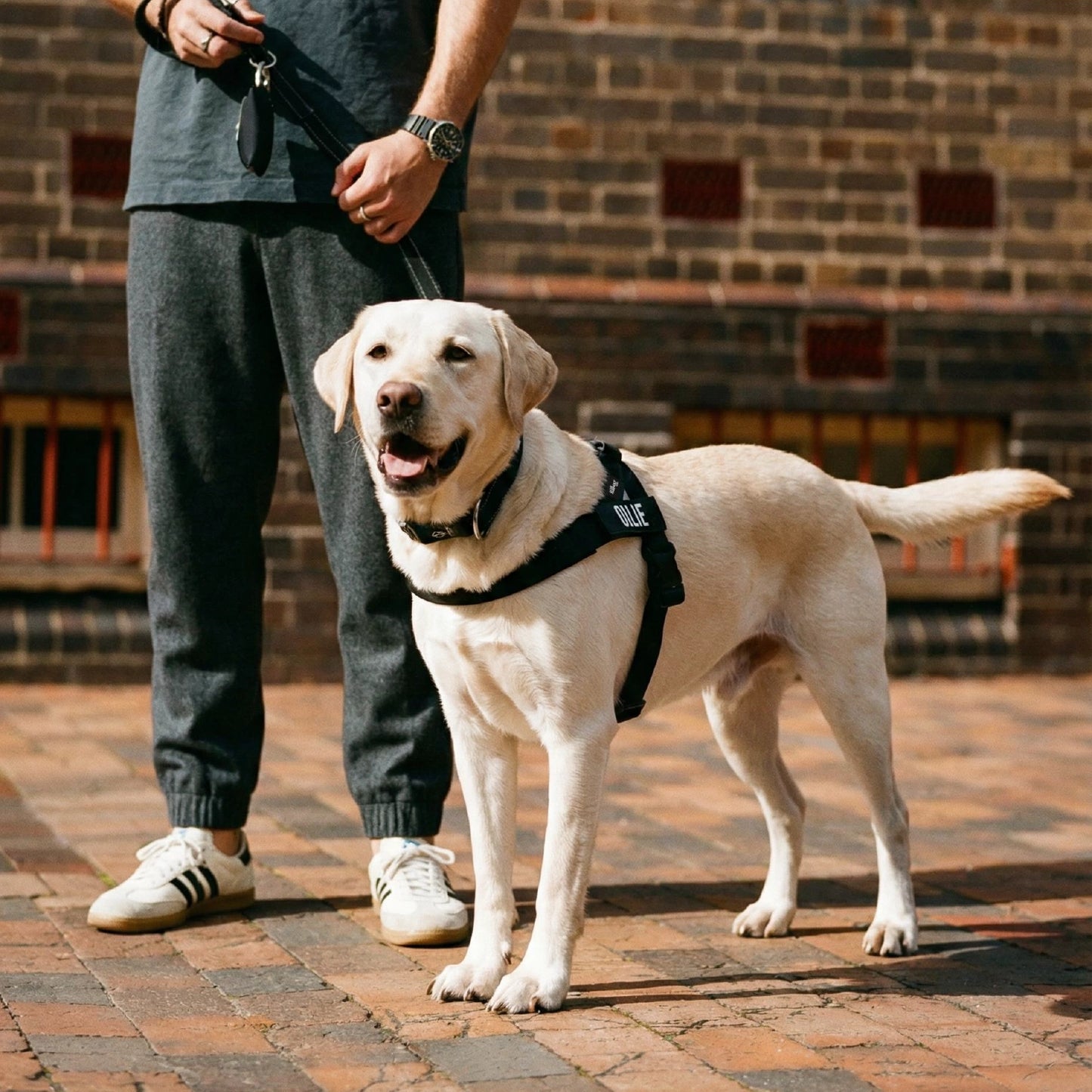 Personalised Dog Harness