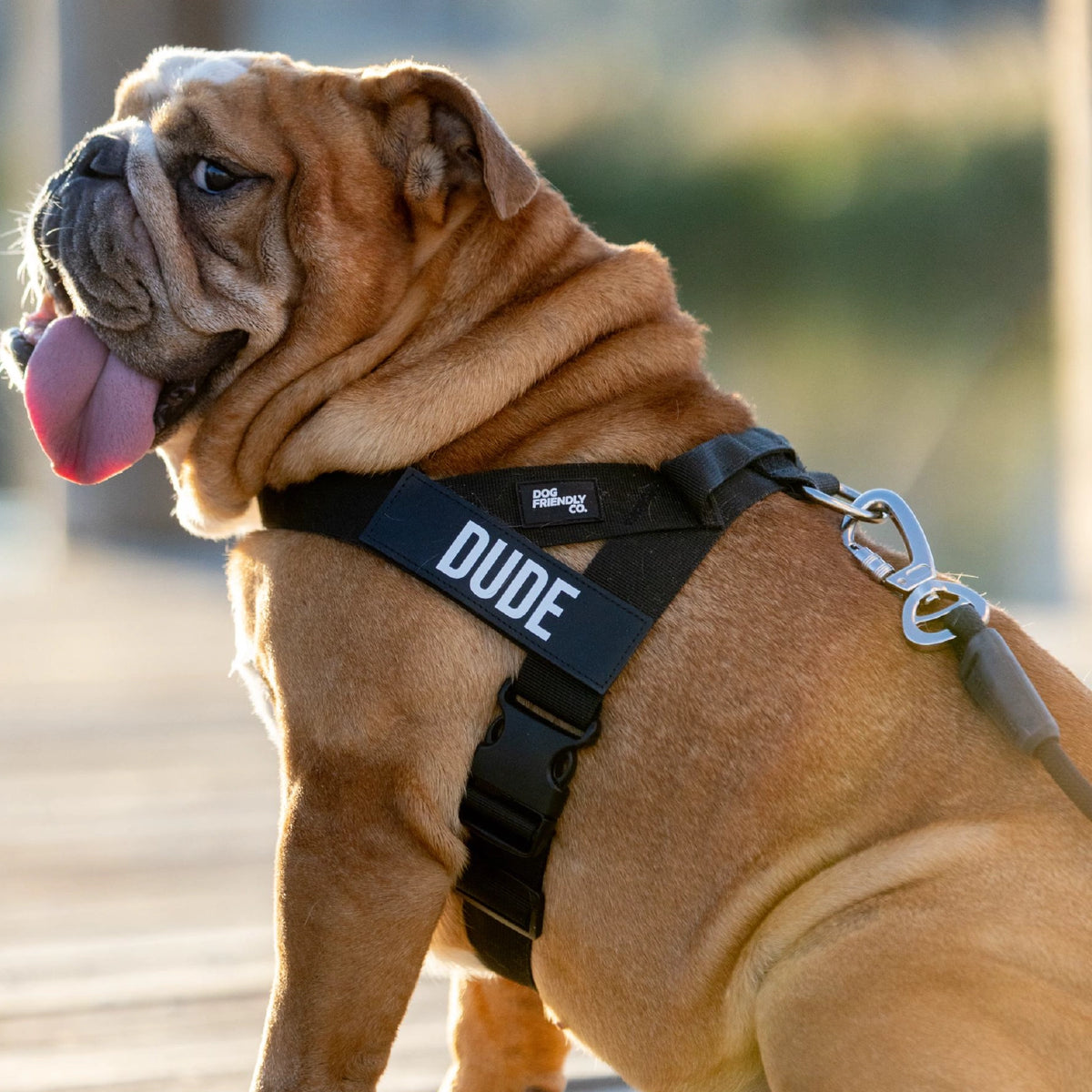 Personalised Dog Harness