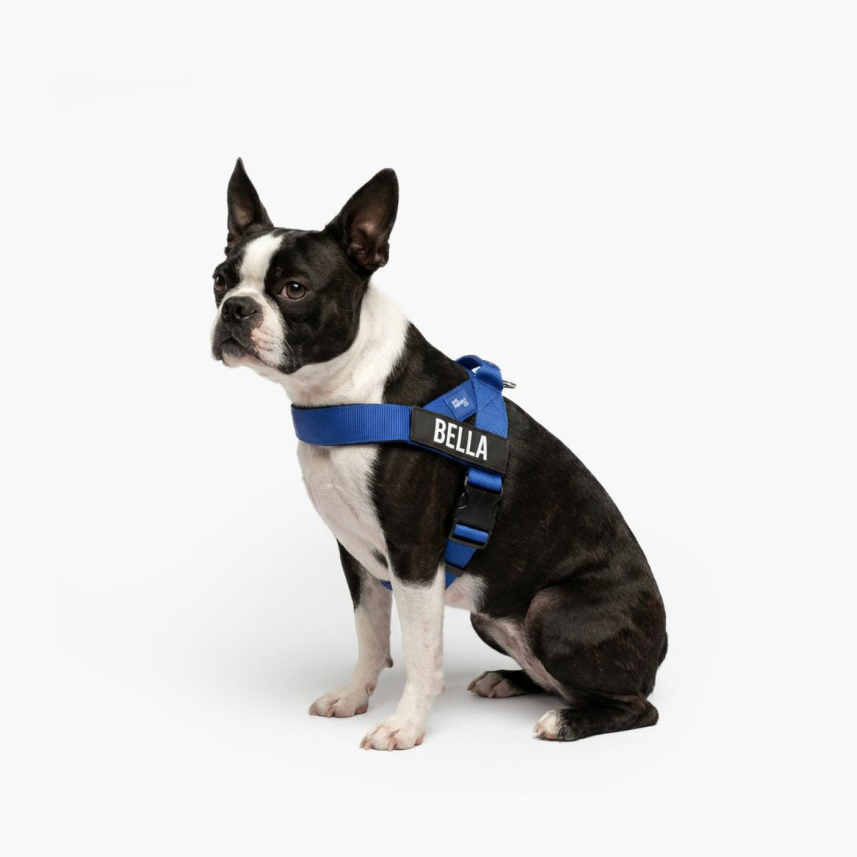 Personalised Dog Harness