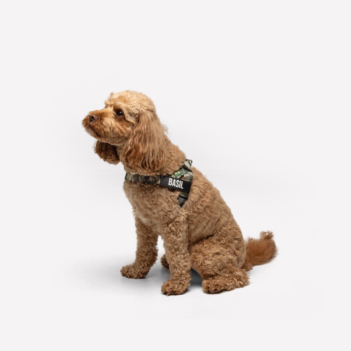 Personalised Dog Harness