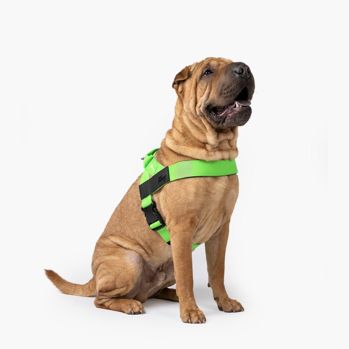 Personalised Dog Harness
