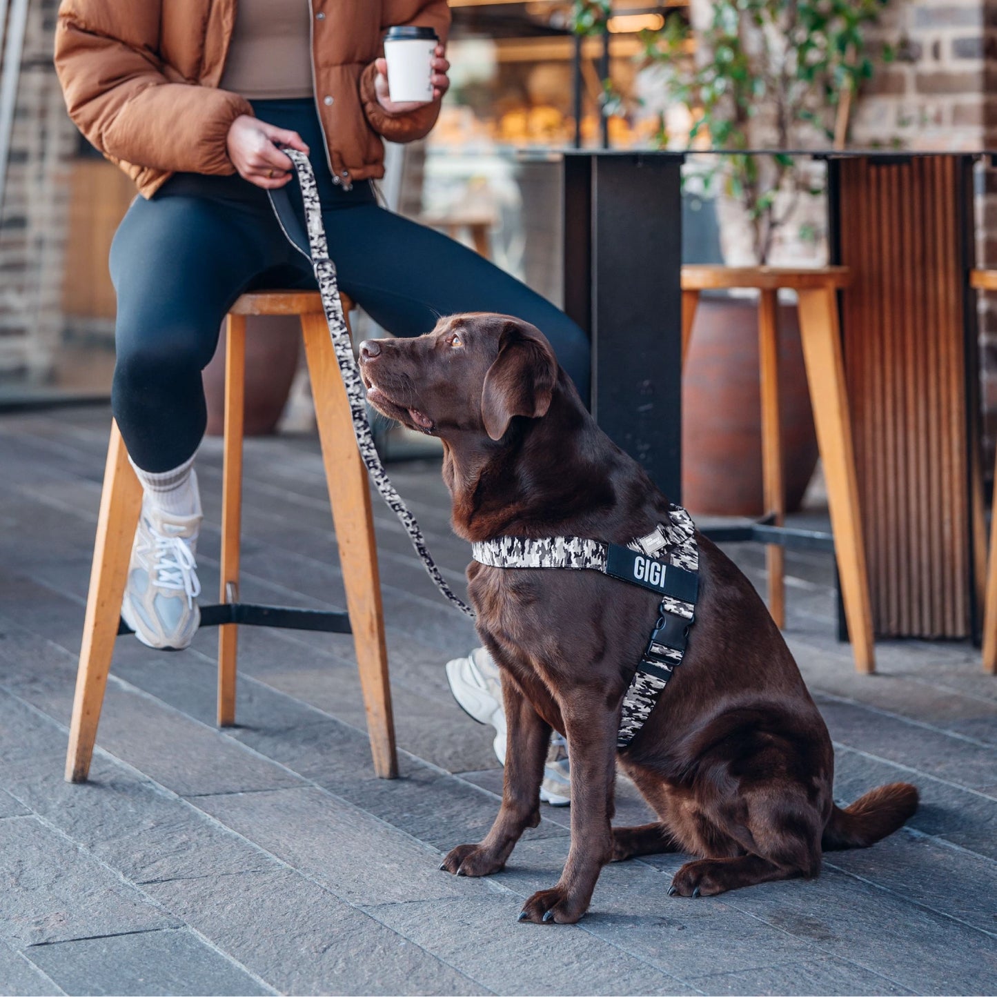 Personalised Dog Harness