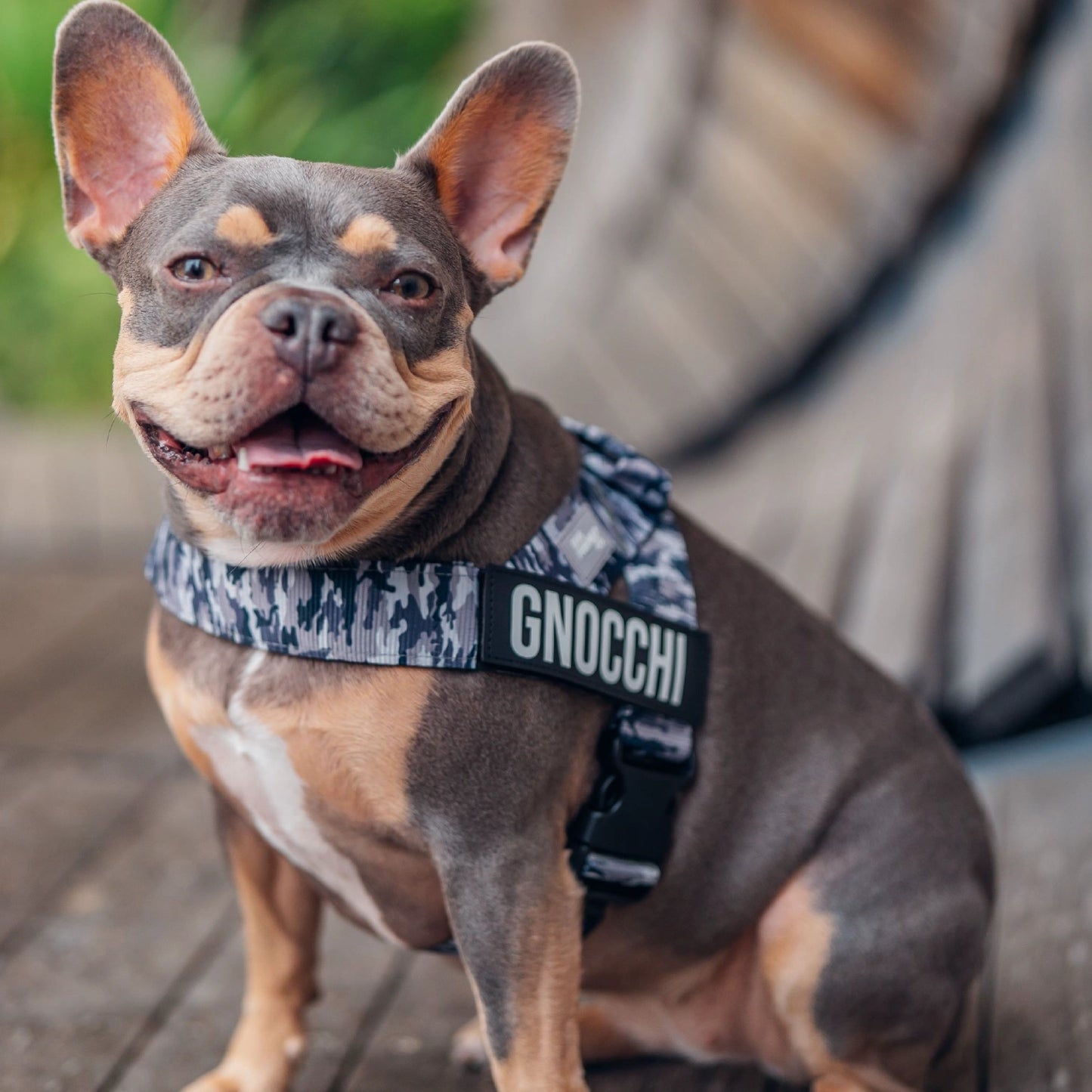 Personalised Dog Harness