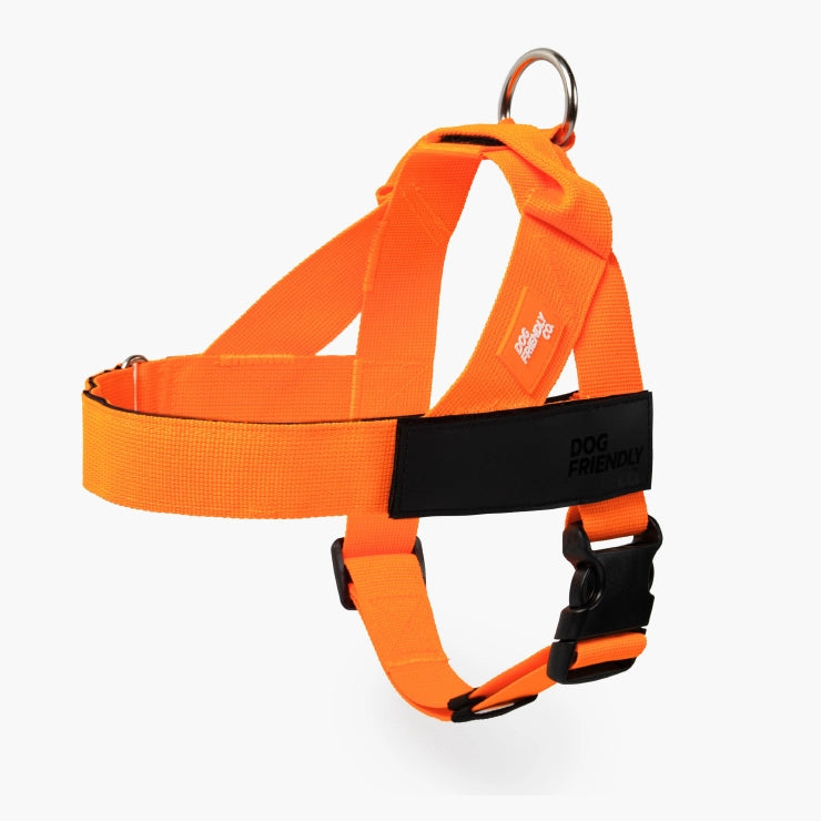Personalised Dog Harness - Hi-vis Orange