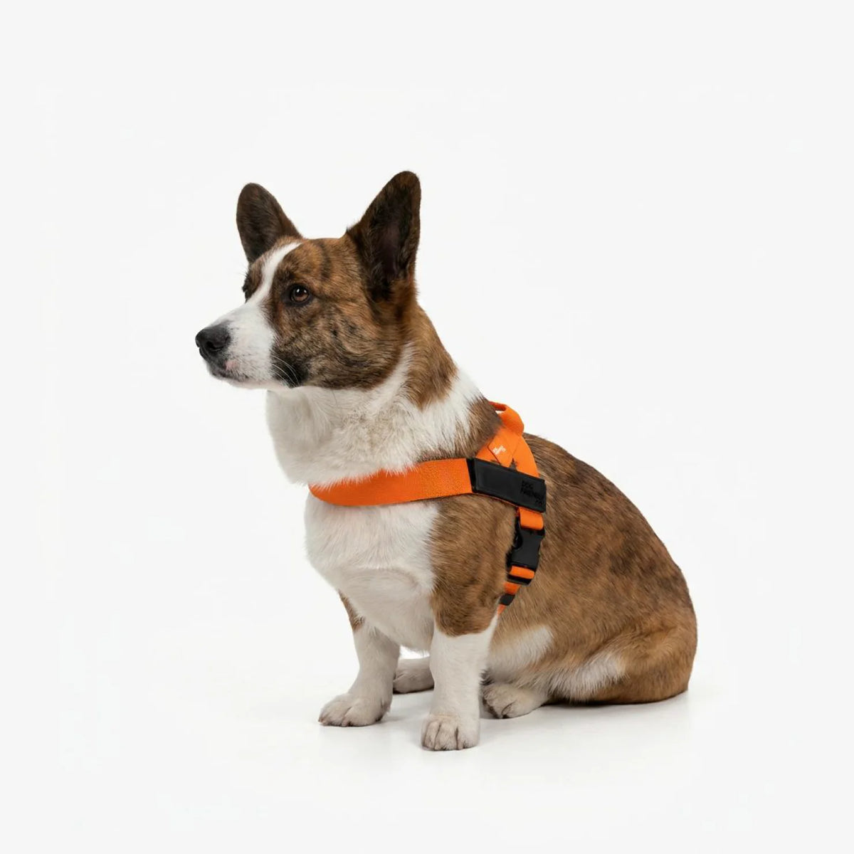 Corgi sitting on a white background, wearing the orange Dog Friendly Co. no-pull harness